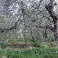 Xylella fastidiosa: il parassita killer dell'ulivo fa paura anche nel nord barese