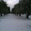 Puglia sferzata dal gelo: ghiaccio e neve danneggiano le colture