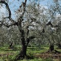 Al via i monitoraggi per la xylella nelle province Bat e Foggia