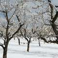Ondata di gelo a marzo ad Andria e nella Bat, interrogazione del Pd al Ministro Centinaio
