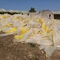 Maltempo in Puglia: sale la conta dei danni, strappati i teli di copertura dell'uva da tavola