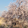 In Puglia é primavera, con mandorli fioriti a febbraio. SOS siccità nei campi