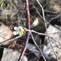 Albicocchi e mandorli in fiore: torna la primavera in Puglia