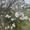 Inverno con temperature miti: fioriscono le mimose ed i mandorli