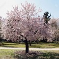  "Festa della Primavera ", un albero di mandorlo negli istituti andriesi