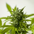 Cannabis light: il business del futuro