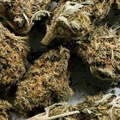 Oltre 700 grammi di maijuana nel suo garage: arrestato un 45enne