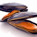 Cozze vive pericolose per la salute