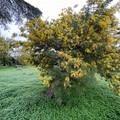 8 marzo, Coldiretti Puglia: mimose in dono da 5 pugliesi su 10