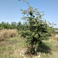 Contrada Troianelli: tre querce in memoria di due giovanissimi ecologisti scomparsi per un incidente stradale