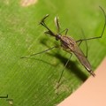 West Nile Virus, primo caso in Puglia