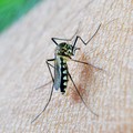 Il Comune adotta misure di prevenzione e contenimento della diffusione del virus West Nile Virus