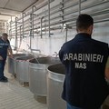 I Nas sequestrano due caseifici abusivi della Bat contaminati da Listeria