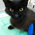 Adozione animali: "Nerino in cerca d'amore, aspetta solo te! "