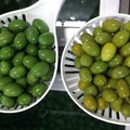 Olive colorate, Confagricoltura: «Stavolta si vada fino in fondo»