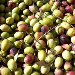 Rubano 15 quintali di olive: quattro arresti a Bitonto