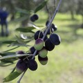 Olivicoltura pugliese, tra emergenza Xylella e incertezza dei mercati: la sfida al centro del confronto a EVOLIO Expo