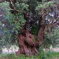 Xylella, ricercatori di Bari progettano una macchina per distruggere le uova dell'insetto