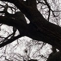 La quercia monumentale di Andria al Premio Internazionale d'arte contemporanea a Vienna