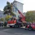 Cede grosso albero di pino nei pressi dell'ospedale  "Bonomo " di Andria