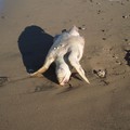 Tartaruga marina senza vita sulla costa tra Barletta e Trani scoperta dall'ecologista andriese Montepulciano