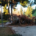Forte vento: alberi abbattuti in villa comunale ed al quartiere San Valentino