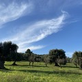Regione: nuova disciplina per abbattimento alberi di olivo privi del carattere di monumentalità