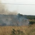 Ancora un vasto incendio nel territorio murgiano: colpita contrada Palese di Sotto