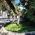 “Tragedia sfiorata” in piazza Cappuccini per caduta ramo di palma. Ass. Losappio: «Fake news che crea solo allarmismo»