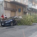 Un albero di ligustro cade su un auto in sosta: é accaduto in via Vittorio Veneto