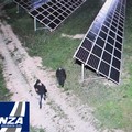 Sventato furto di pannelli solari in un campo fotovoltaico: intervento della  "Vigilanza Giurata "