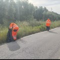 Paparicotta: volontari in prima linea contro degrado e rischio Xylella