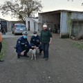 Murgia andriese: pecora ed agnello appena partorito circondati da branco di cani, salvati dalla Polizia Locale