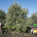 Olio di oliva in forte crescita in Puglia ma manca ancora una promozione coordinata della filiera