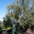 Campagna olivicola 2021/22: cresce l’allerta per i furti di olive