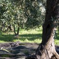 Ancora paura nelle campagne andriesi, furto di olive sventato in contrada La Spineta