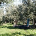  "No xylella zona Bat: consegnato al Prefetto Valiante un protocollo d'intesa dal mondo agricolo