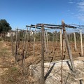 Ridefinita in Puglia l'area di contenimento della xylella