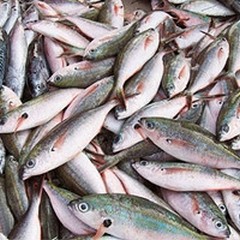 Prodotti ittici Bari e BAT: sequestro per circa 400kg