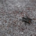 I rimedi naturali per liberarsi dalle mosche in casa