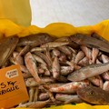 Con il caldo aumenta il consumo pesce +15%; ma é straniero 80% del pescato sulle tavole