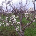 E' primaverile lo scenario in Puglia, con mandorli, albicocchi e peschi in fiore