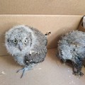Villa comunale: due piccoli rapaci tratti in salvo