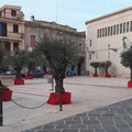 La città di Andria donerà due alberi di ulivo alla comunità palestinese e istraeliana