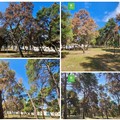 La pineta della Villa comunale rischia di scomparire