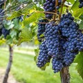 Vino: Coldiretti Puglia, export cresce +5% nonostante costi e gap logistico