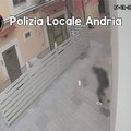 La Polizia Locale individua e sanziona l'autore di atti contrari alla pubblica decenza