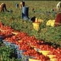 Lavoro straniero in agricoltura: oltre 39 mila quelli occupati in Puglia