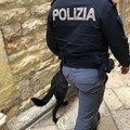 Sequestrato stupefacente ad Andria, fondamentale il fiuto di Zatlan il cane poliziotto