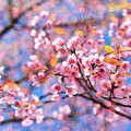 In Puglia il Natale profuma di primavera, il clima pazzo fa fiorire il pero